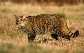 O regresso de um felino em risco de extinção! Reino Unido reintroduz gato-bravo em várias regiões