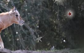 Um milagre de Natal! Este é o Rudolfo, o mais recente bebé que está a encantar os visitantes do Badoca 