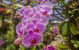 Lisboa transforma-se este fim de semana num enorme jardim com 90 mil orquídeas em exposição