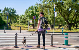 Só em novembro, quatro cães morreram eletrocutados me Lisboa. Está lançada uma nova discussão sobre a segurança elétrica 