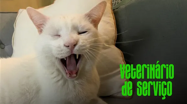 veterinário de serviço