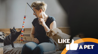 Tutores e animais em 'Like a Pet'