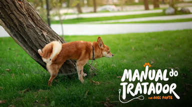 Cão no parque, em 'Manual do Tratador' com Joel Ponte