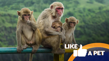 Macacos em família, em Like a Pet