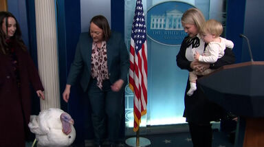 Foi perdoado e ainda passeou pela sala de imprensa da Casa Branca: o felizardo peru que recebeu o perdão de Donald Trump