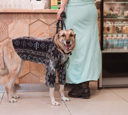 Verdadeiras estrelas da passerelle! 5 marcas de moda que vão deixar o seu patudo cheio de estilo