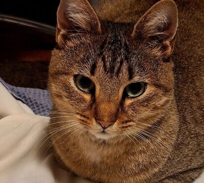 Momento de pura felicidade: 4 meses depois de desaparecer, o gato Smokey volta para casa