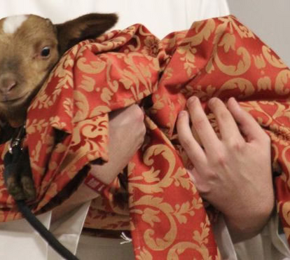 Gracinda é a ovelha que conquistou Torres Vedras. Padre surpreendido com prenda inesperada 