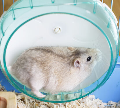 Quer proporcionar um ambiente estimulante ao seu animal? Nós ensinamos-lhe tudo