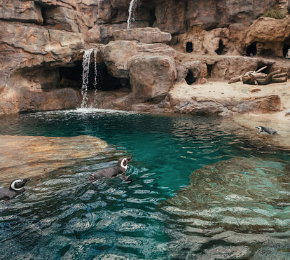 Portas do Oceanário de Lisboa voltam a abrir-se para os pinguins, que têm uma nova morada de luxo 