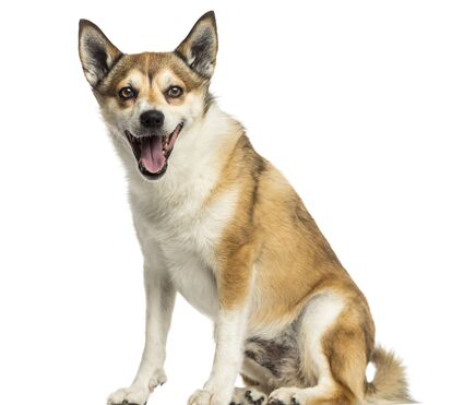 Há 5 raças de cães que são raras de encontrar: conheça os patudos mais surpreendentes do mundo