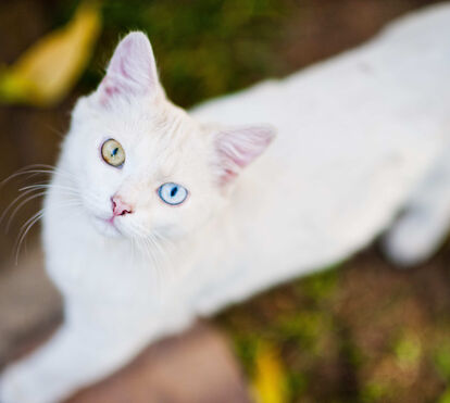 Para quem quer um pet raro e cheio de personalidade: conheça as 5 raças de gatos mais originais do Mundo