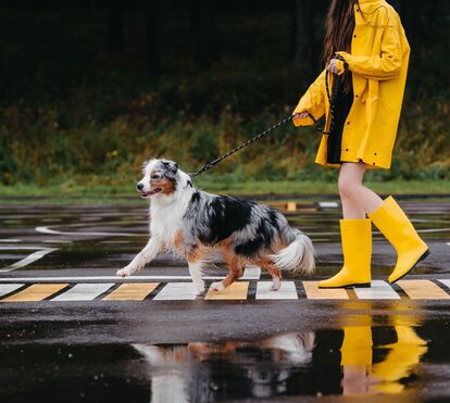 Agora que o mau tempo veio para ficar, temos o guia certo para proteger o pelo e as patas do seu cão nos dias de chuva