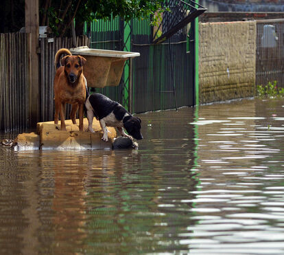 No caso de tempestade como deve proteger o seu pet. Veja as dicas aqui