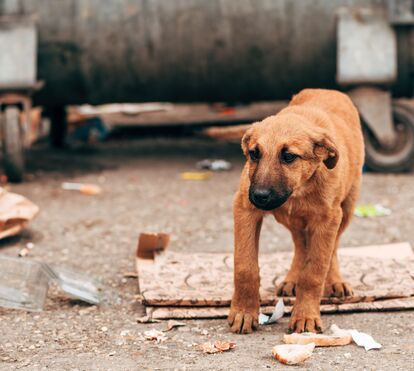 Três milhões de cães em risco: ONG's desafiam Marrocos e FIFA antes do Mundial 2030