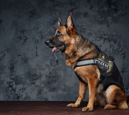 Quer ter um cão-polícia em casa? Projeto 'Adota Cães Heróis' ajuda PSP a encontrar famílias para patudos reformados