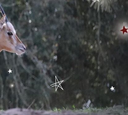 Um milagre de Natal! Este é o Rudolfo, o mais recente bebé que está a encantar os visitantes do Badoca 