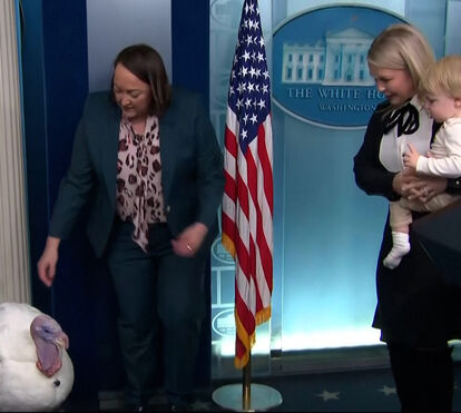 Foi perdoado e ainda passeou pela sala de imprensa da Casa Branca: o felizardo peru que recebeu o perdão de Donald Trump