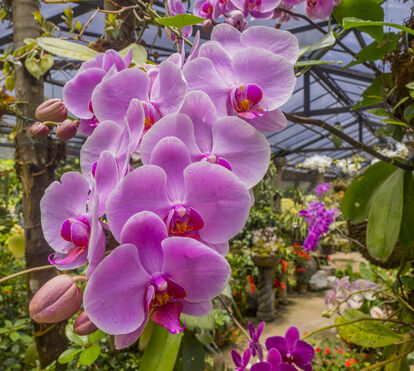 Lisboa transforma-se este fim de semana num enorme jardim com 90 mil orquídeas em exposição