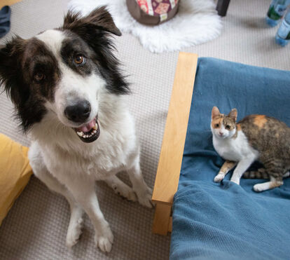 PANDADOS: esta é a nova plataforma que revela como está o bem-estar animal em cada município