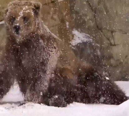 Recém-acordado e em plena neve: o vídeo viral do urso que 'interrompeu' as buscas a homem desaparecido