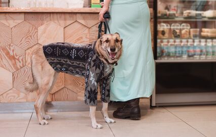 Animais ou modelos? Descubra 5 marcas de moda que vão deixar o seu cão cheio de estilo