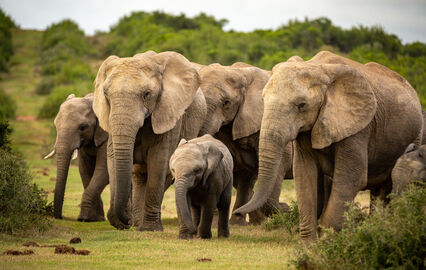 Há gigantes a caminho do Alentejo! O primeiro santuário europeu para elefantes abre portas em 2026