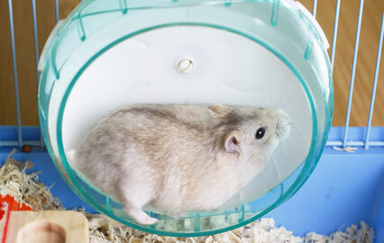 O seu pet tem um ambiente estimulante? Descubra como pode fazê-lo