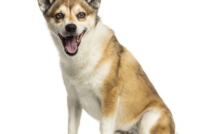 Do deserto ao gelo. Conheça as 5 raças de cães mais raras e surpreendentes do mundo