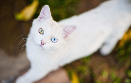 Raros, autênticos e cheios de personalidade. Eis as 5 raças mais raras de gatos do Mundo