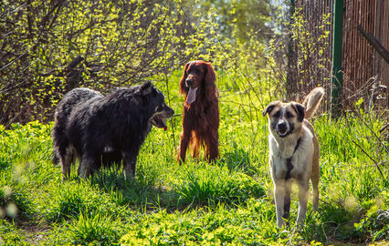 A ciência comprova! Os cães foram nossos companheiros de estrada desde sempre