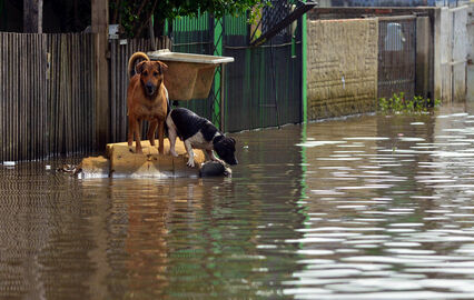 Tempestades e cheias andam de mãos dadas. Siga estas dicas para proteger os seus animais