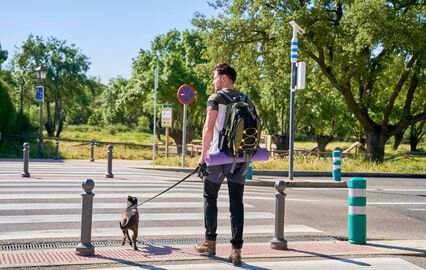 Mais um cão eletrocutado em Lisboa. Já é o 4.º só neste mês de novembro
