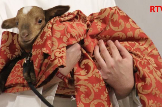 Padre de Torres Vedras foi surpreendido no aniversário... com uma ovelha