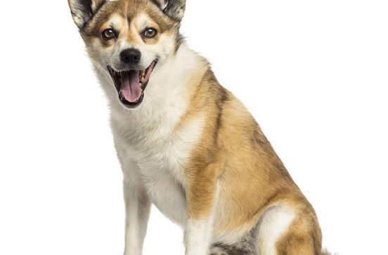 Do deserto ao gelo. Conheça as 5 raças de cães mais raras e surpreendentes do mundo