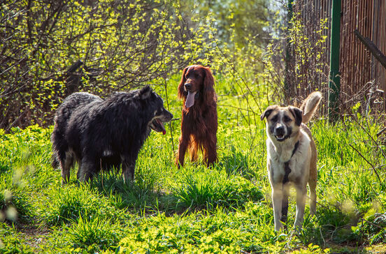A ciência comprova! Os cães foram nossos companheiros de estrada desde sempre