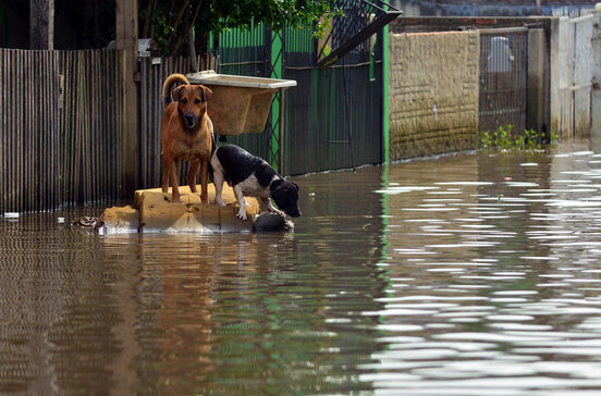 Tempestades e cheias andam de mãos dadas. Siga estas dicas para proteger os seus animais