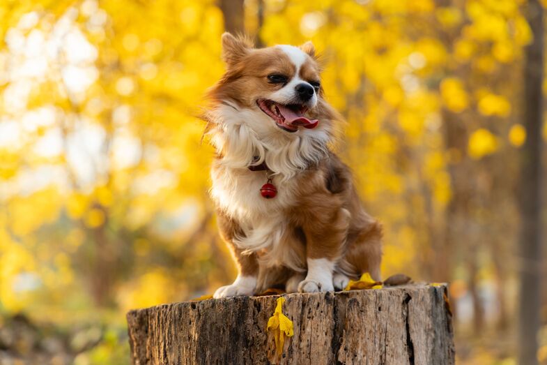 Os parasitas nunca tiram férias. Estes são os 7 mais comuns durante o Outono.