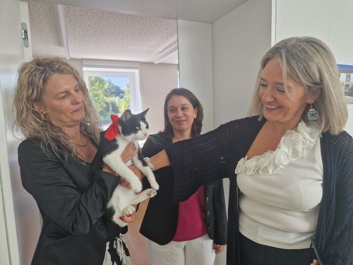 Este é o União, o gatinho que se tornou o pet oficial do Politécnico de Coimbra