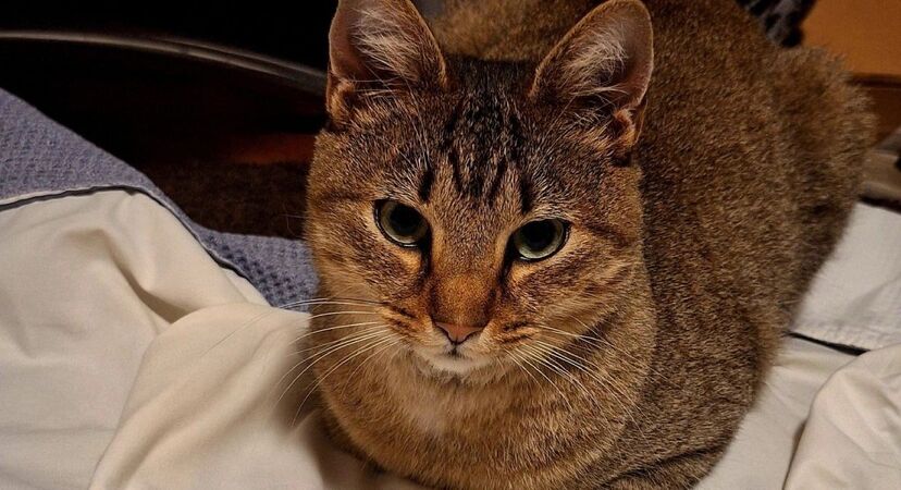 Um momento feliz. 4 meses depois de desaparecer o gato Smokey voltou para casa