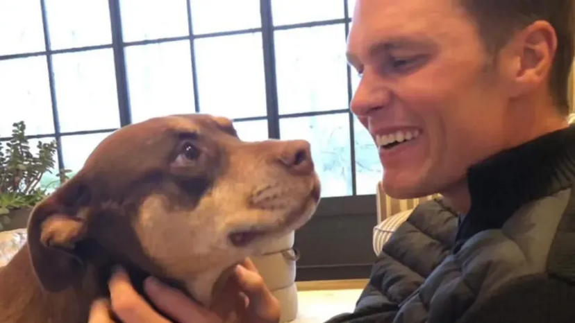 Cão de Tom Brady é clone da cadela Lua e reabre debate sobre clonagem de animais