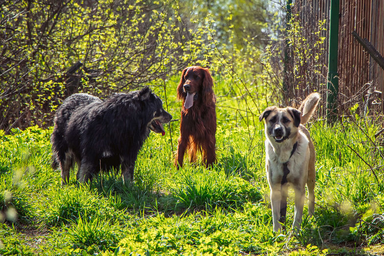A ciência comprova! Os cães foram nossos companheiros de estrada desde sempre