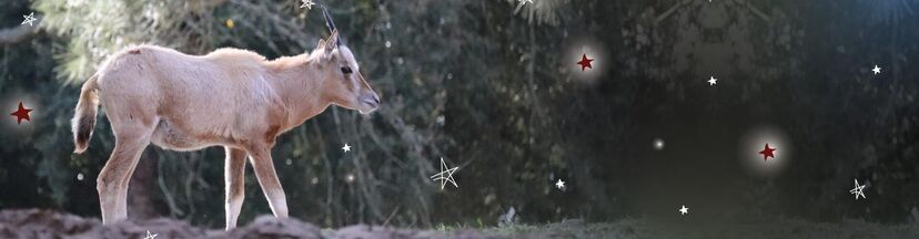 Um milagre de Natal! Conheça o Rudolfo, a cria de órix que está a encantar os visitantes do Badoca