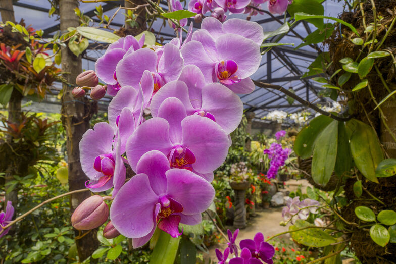 Orquídeas em exposição no Mercado de Santa Clara, em Lisboa