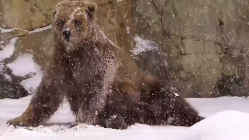 Urso pardo na neve, em ambiente natural