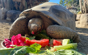 Adeus a Gramma, a tartaruga centenária que fez história no zoo de San Diego