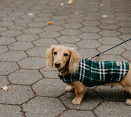 Moda ou proteção? Tudo sobre a roupa para cães e gatos no inverno