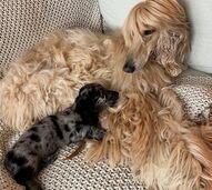 Galgo afegão foge de Dachshund e vídeo viraliza entre internautas