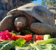 Adeus a Gramma, a tartaruga centenária que fez história no zoo de San Diego