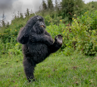 “High Five” de Mark Meth Cohn (UK) foi a foto vencedora